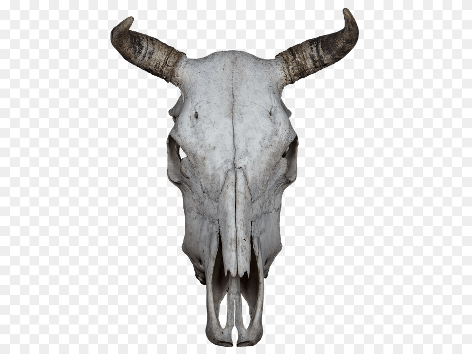 Download Hd Skull Bone Beef Animal Skull Background, Bull, Mammal, Cattle, Livestock Png Image