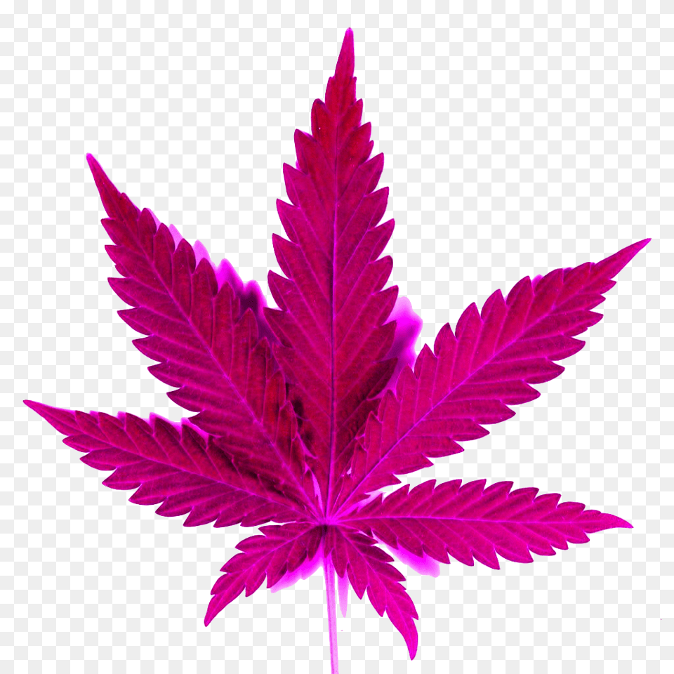 Hd Smoke Clipart Tumblr Weed, Leaf, Plant Free Png Download