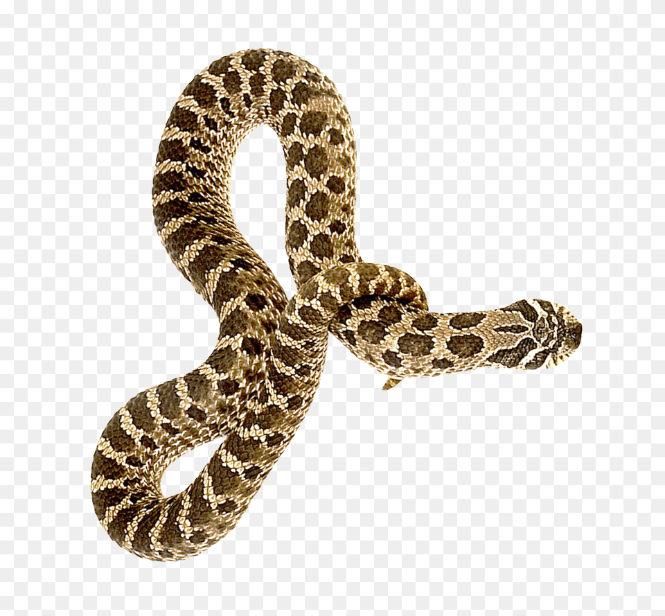 Download Hd Snake Image Snake, Animal, Reptile, Rattlesnake Png