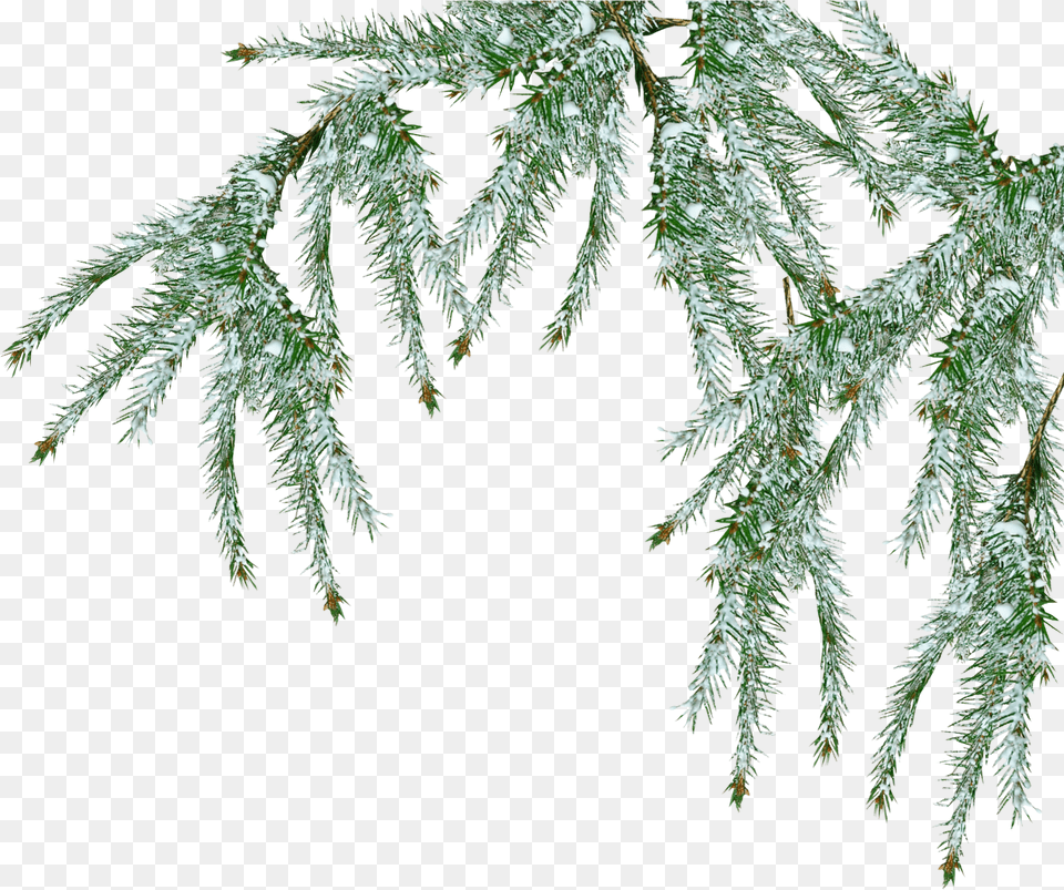 Download Hd Snow Tree Pine Branch Transparent Fir Tree Snow, Weather, Plant, Outdoors, Nature Png Image