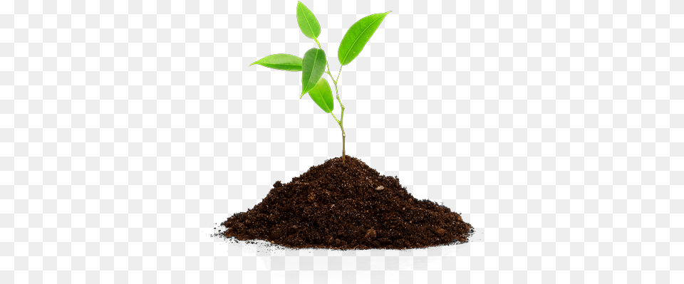 Download Hd So Neither The One Who Plants Nor Planting Trees Transparent Background, Leaf, Plant, Soil, Sprout Free Png