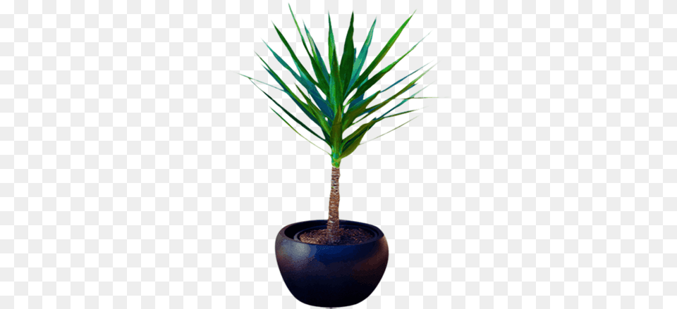 Download Hd Spineless Yucca Plant Houseplant, Palm Tree, Tree, Potted Plant, Aloe Free Png