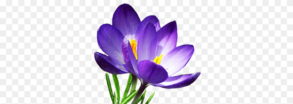 Download Hd Spring Flowers Clipart Crocus, Flower, Plant, Anther Free Png