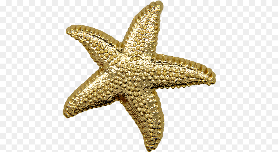 Download Hd Starfish Pin Gold Shine Starfish Transparent Starfish, Animal, Sea Life, Invertebrate Png