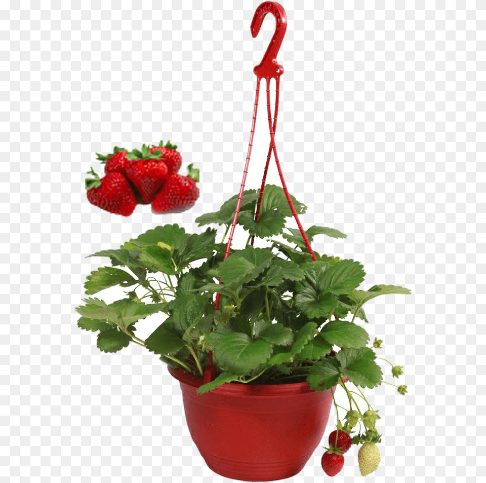 Download Hd Strawberry Plant Fraisiers Hiver, Berry, Produce, Potted Plant, Fruit Png Image