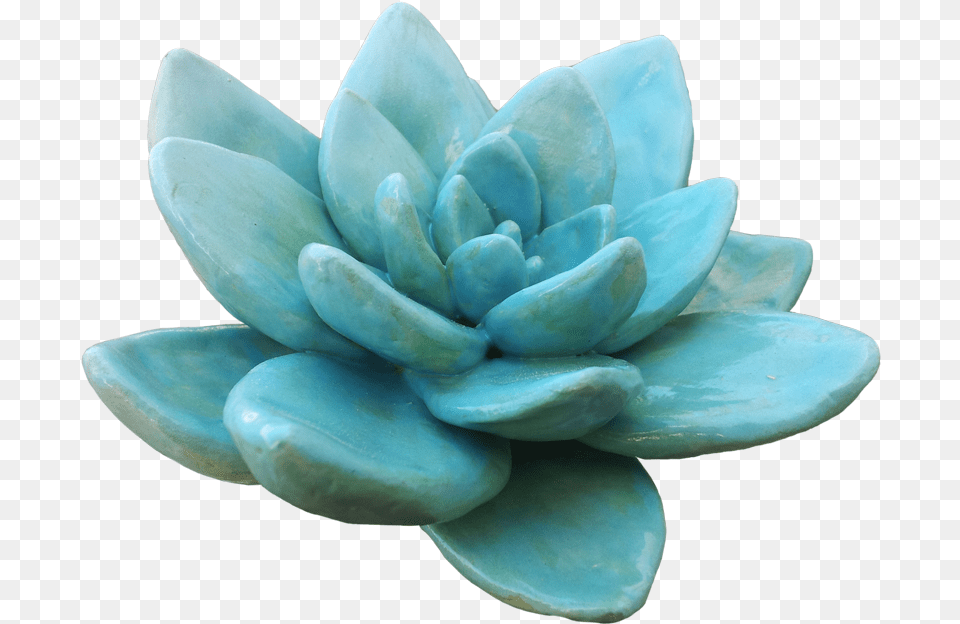 Download Hd Succulent Plant Light Transparency And Earthenware, Turquoise, Dahlia, Flower, Accessories Png