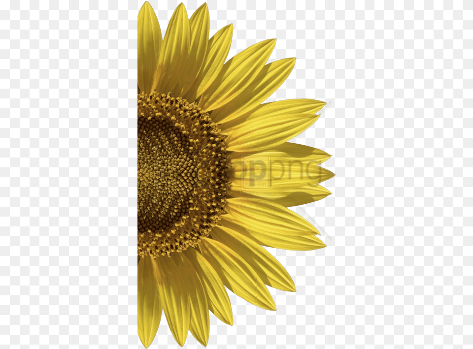 Hd Sunflower Image With Invitation, Flower, Plant, Animal, Bird Free Png Download