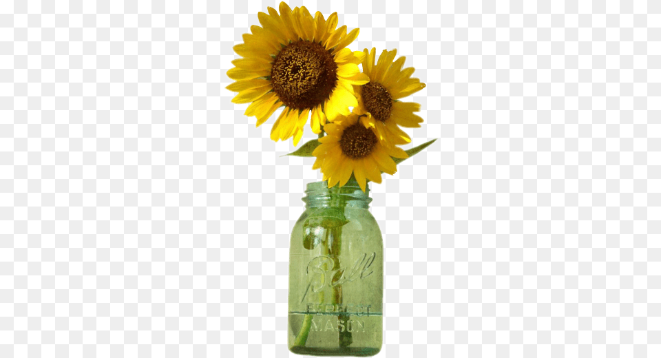 Download Hd Sunflowers Mason Jar Drawing Sunflowers In Jar, Flower, Plant, Sunflower Png Image