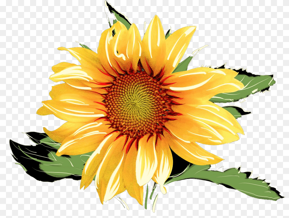 Download Hd Sunflowers Watercolor Watercolor Sunflower Background, Flower, Plant Free Png