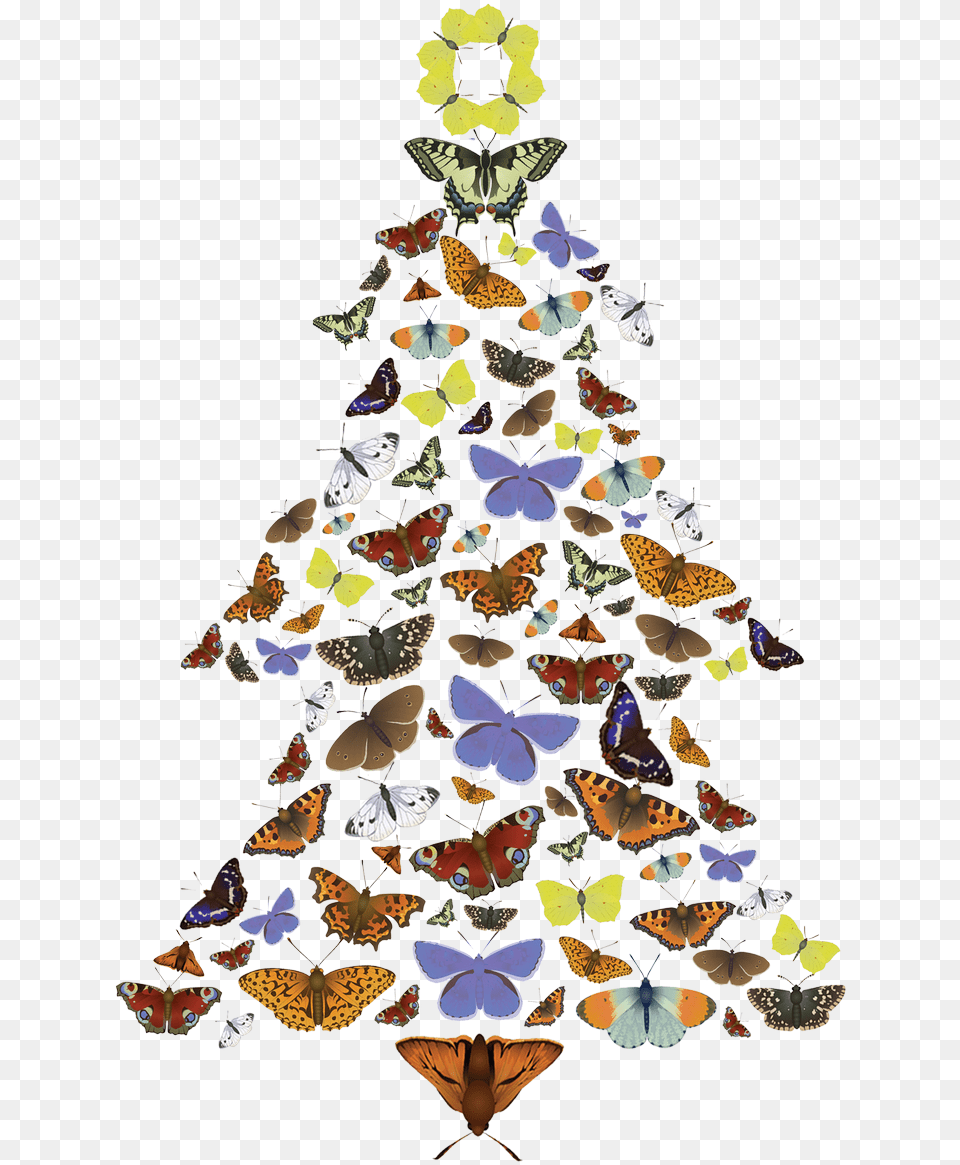 Download Hd The Pine Carpet Moth Loves Scots Trees Christmas Tree, Chandelier, Lamp, Christmas Decorations, Festival Png Image