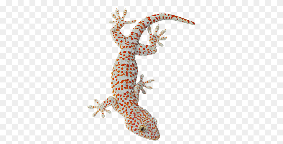 Download Hd Tokay Gecko Lizard Animals Of Southeast Asia Gecko Tokay, Animal, Reptile, Crib, Furniture Png Image