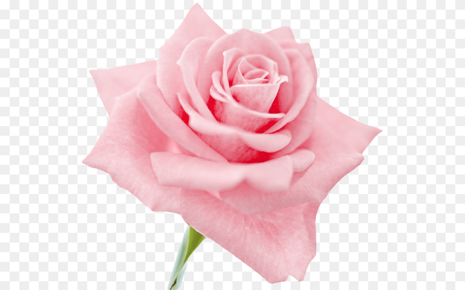 Download Hd Flowers Clip Art Roses Light Pink Flower, Plant, Rose, Petal Free Transparent Png