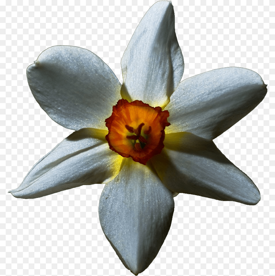Download Hd Transparent U0027white Lilyu0027 Flowers With Black Flowers With Black Background, Daffodil, Flower, Plant Png