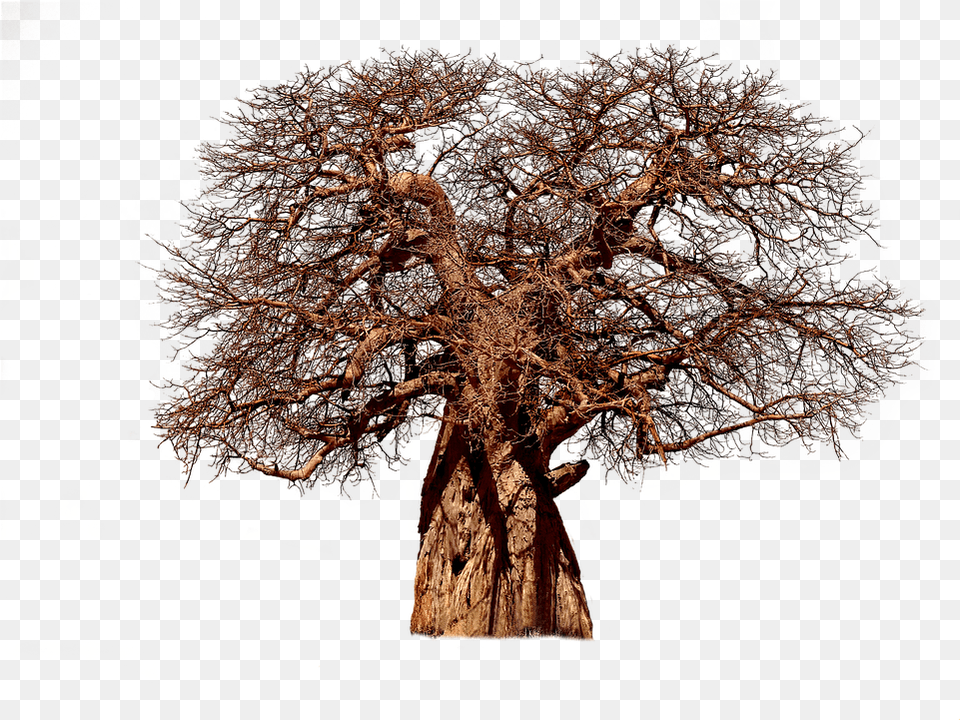 Hd Tree Baobab Aesthetic Baobab Tree, Oak, Plant, Potted Plant, Tree Trunk Free Png Download