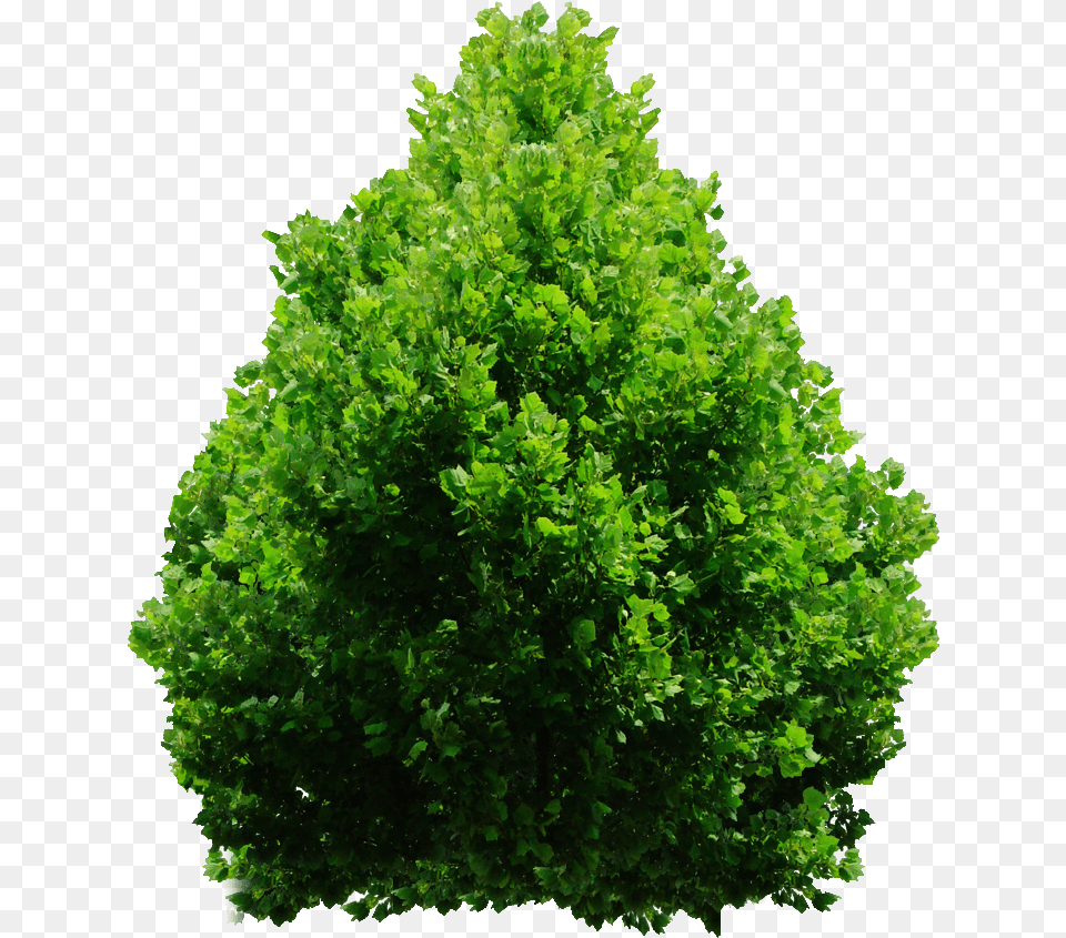 Download Hd Tree Bush Shrubs, Green, Oak, Plant, Sycamore Png Image