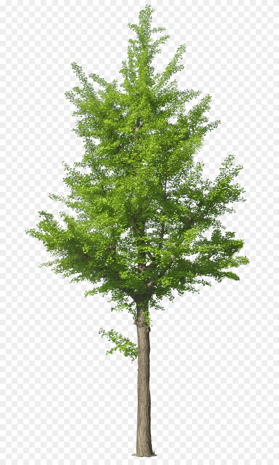 Download Hd Tree Psd Photoshop Tree Front View, Conifer, Plant, Fir, Tree Trunk Png Image