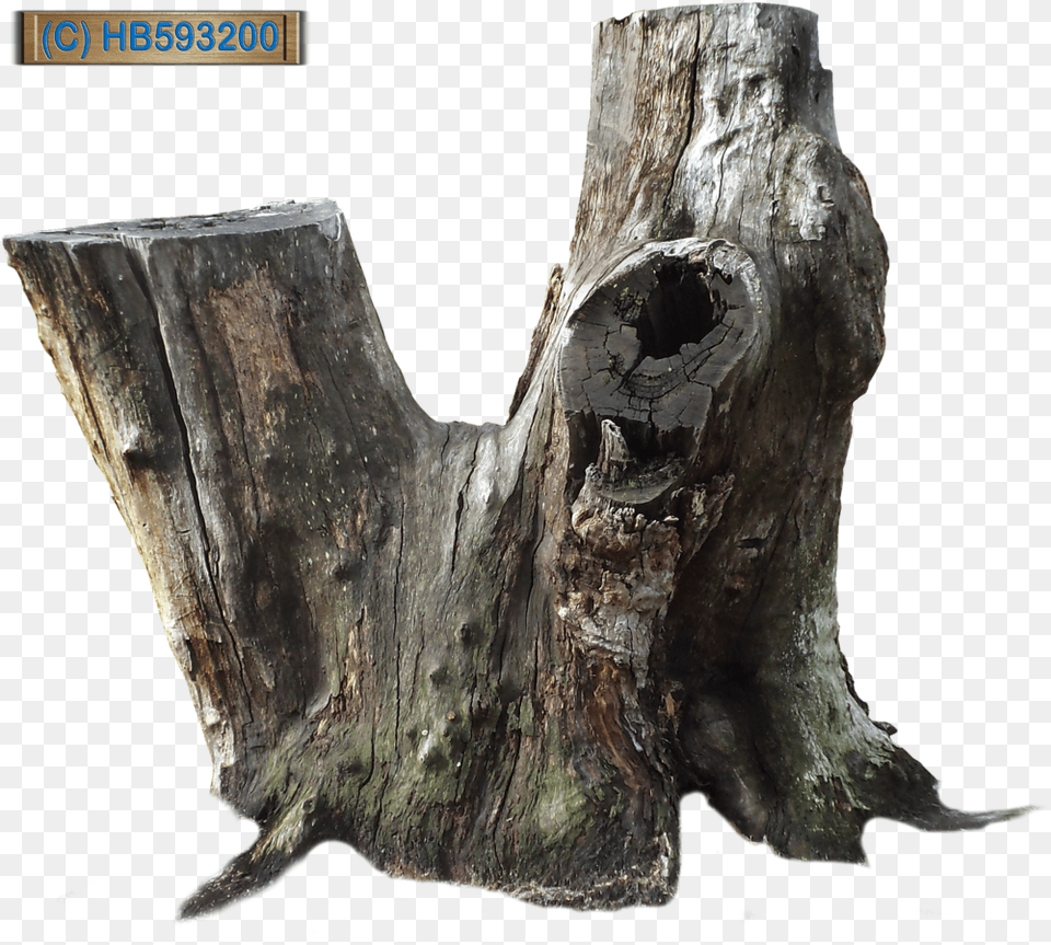 Hd Tree Stump Old Tree Stump Dead Tree Stump, Plant, Tree Stump, Tree Trunk, Person Free Png Download