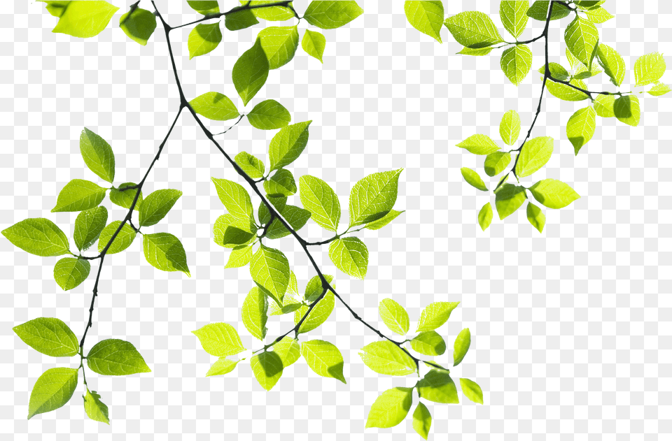 Download Hd Tropical Branch Branches Of Tree Green Tree Branch, Leaf, Plant, Annonaceae Png