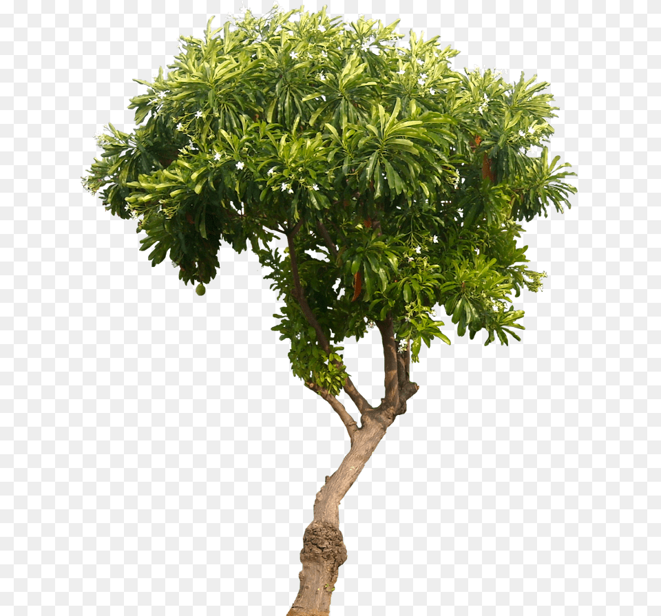 Hd Tropical Plant Pictures Cerbera Mango Tree No Mango Tree, Leaf, Potted Plant, Tree Trunk, Vegetation Free Png Download