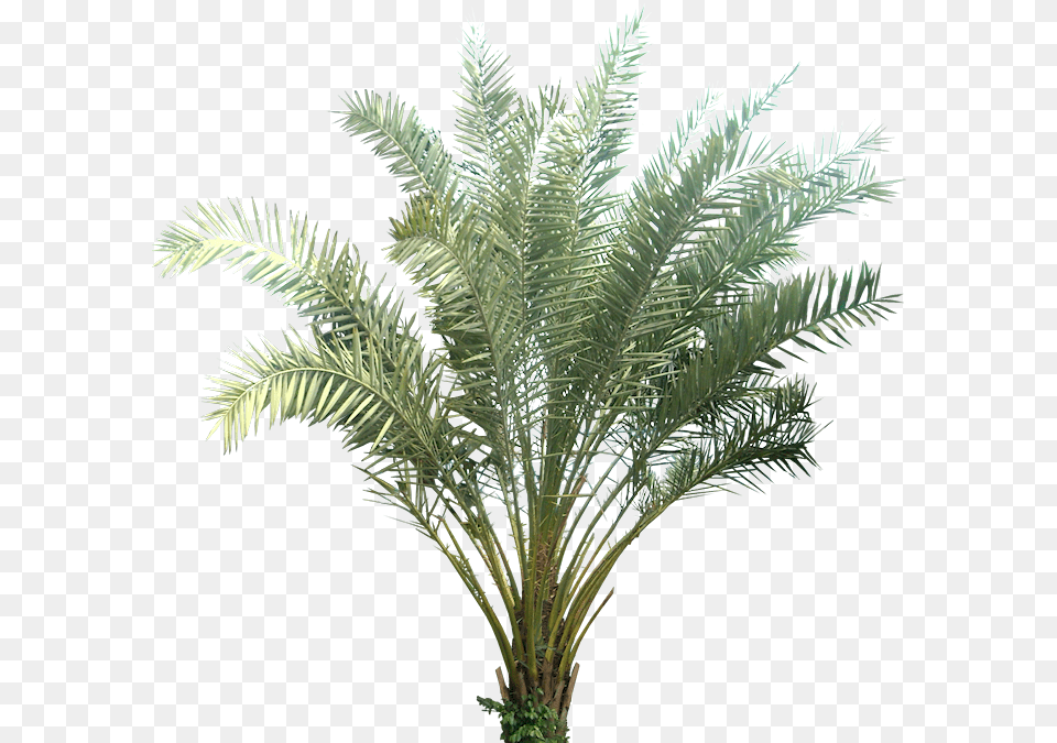 Download Hd Tropical Plant Pictures Plants With Transparent Background, Palm Tree, Tree, Fern, Leaf Free Png