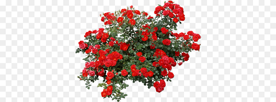 Download Hd Tubes Arbres Arbustes Feuillages Tree Psd Gulab Ka Phool, Flower, Flower Arrangement, Geranium, Plant Free Transparent Png