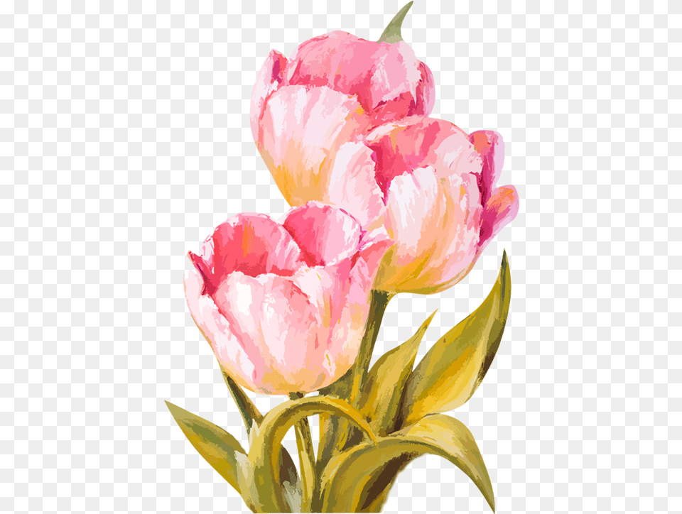 Hd Tubes Fleurs Flowers Watercolor Tulips Flower Watercolor, Plant, Petal, Rose, Carnation Free Png Download
