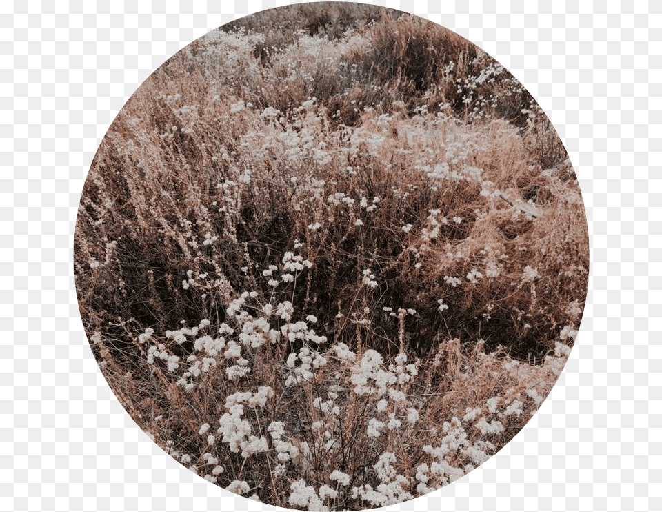 Download Hd Tumblr Aesthetic Brown Flower Flowers Brown Flowers Aesthetic, Photography, Plant, Vegetation, Nature Free Transparent Png