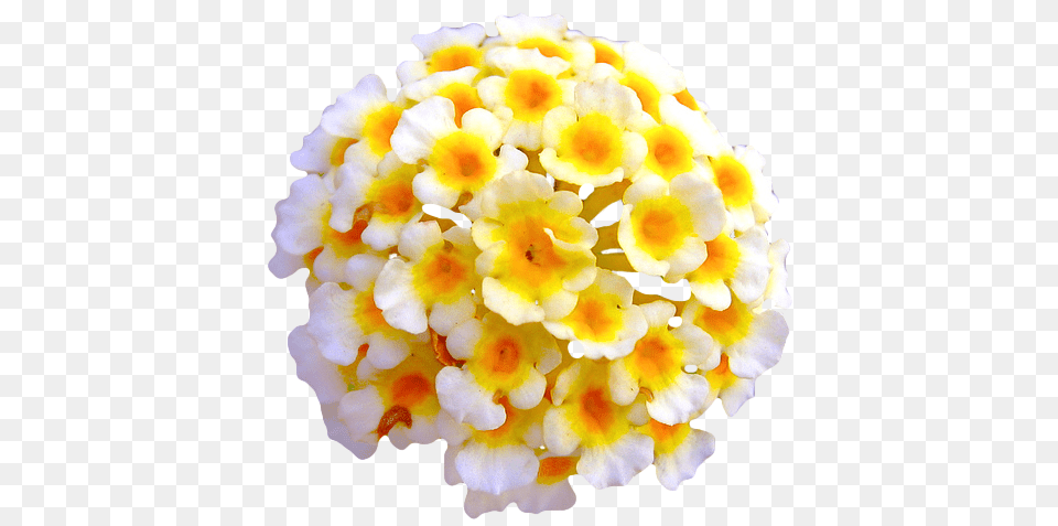 Download Hd Tumblr Nnipvftdco1rm6jd7o1 Flower Tumblr Lantana Geranium, Petal, Plant, Flower Arrangement Free Transparent Png