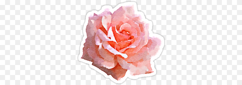 Download Hd Tumblr Summer Graphic Watercolor Pink Rose Flower, Petal, Plant, Carnation Free Transparent Png