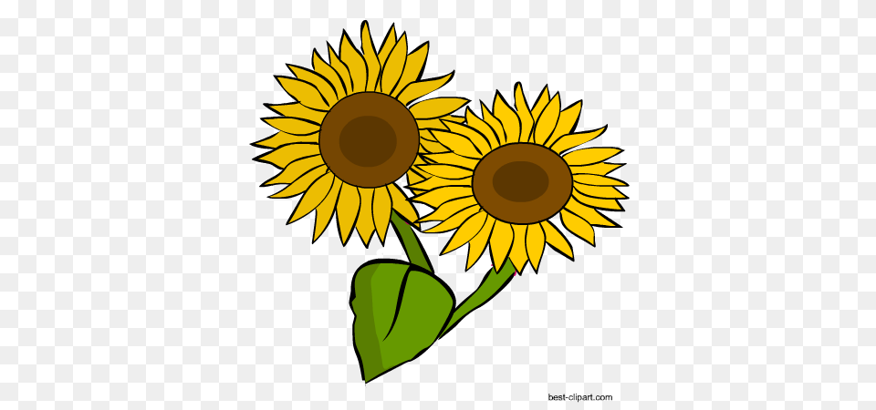 Download Hd Two Sunflowers Clip Art Sunflower Two Sunflower Clipart, Flower, Plant Png Image
