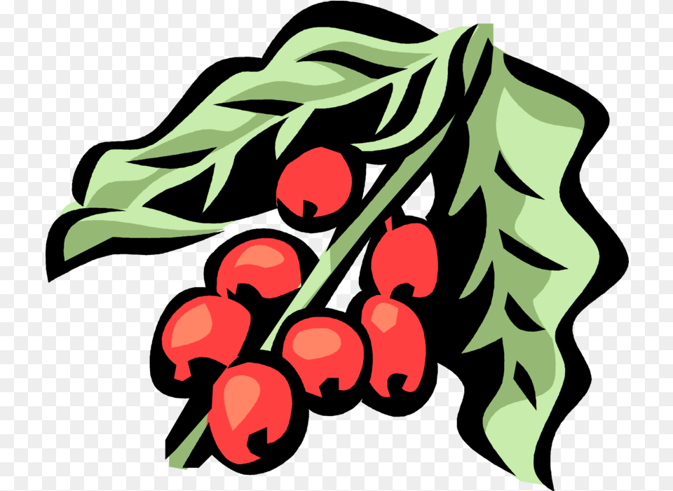 Download Hd Vector Illustration Of Coffee Bean Seed The Coffee Tree Vector, Food, Fruit, Plant, Produce Png