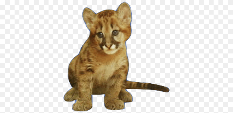 Download Hd Vector Library Stock About Puma Infantil Animal, Cat, Mammal, Pet, Cougar Png Image