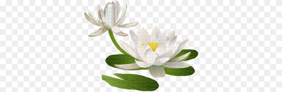 Download Hd Water Lily Pad Water Lily Pad, Flower, Plant, Anther, Pond Lily Png Image