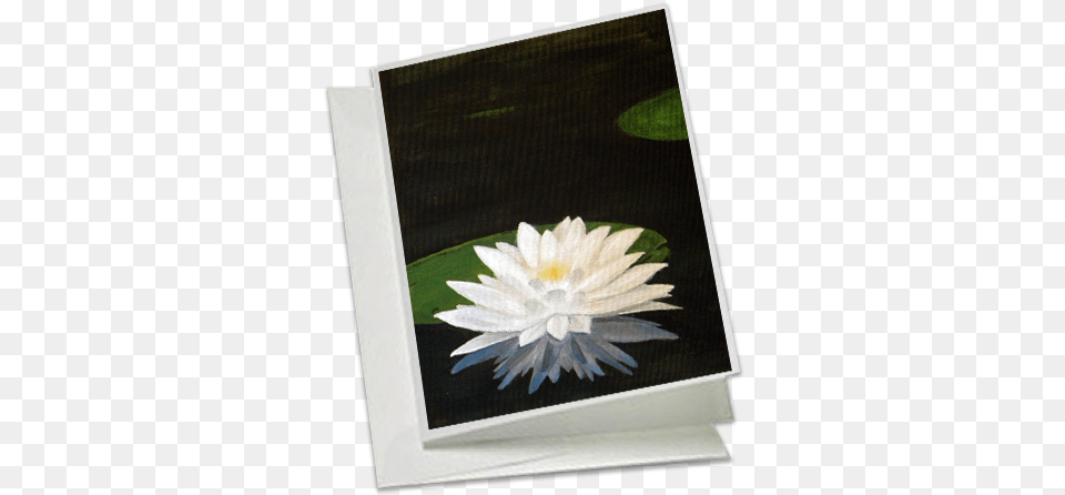 Download Hd Water Lily Water Lilies Transparent Water Lilies, Flower, Plant, Pond Lily, Art Png Image