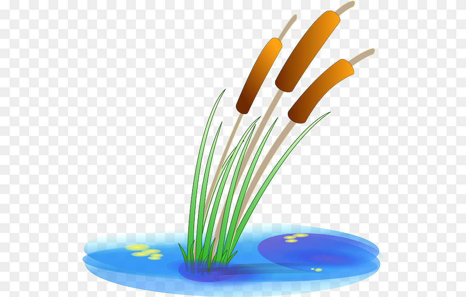Download Hd Water Plants Pond Clipart, Plant, Reed, Grass Free Transparent Png