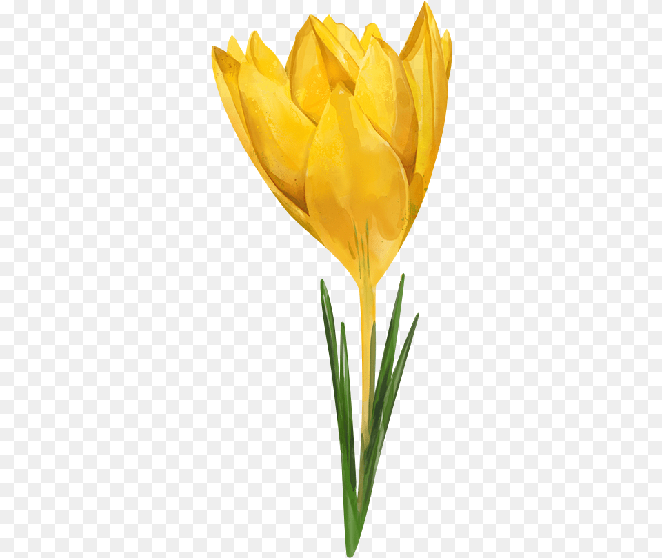 Download Hd Watercolor Flowers For Collages Watercolor Watercolor Yellow Flower, Plant, Petal, Tulip, Daffodil Free Transparent Png