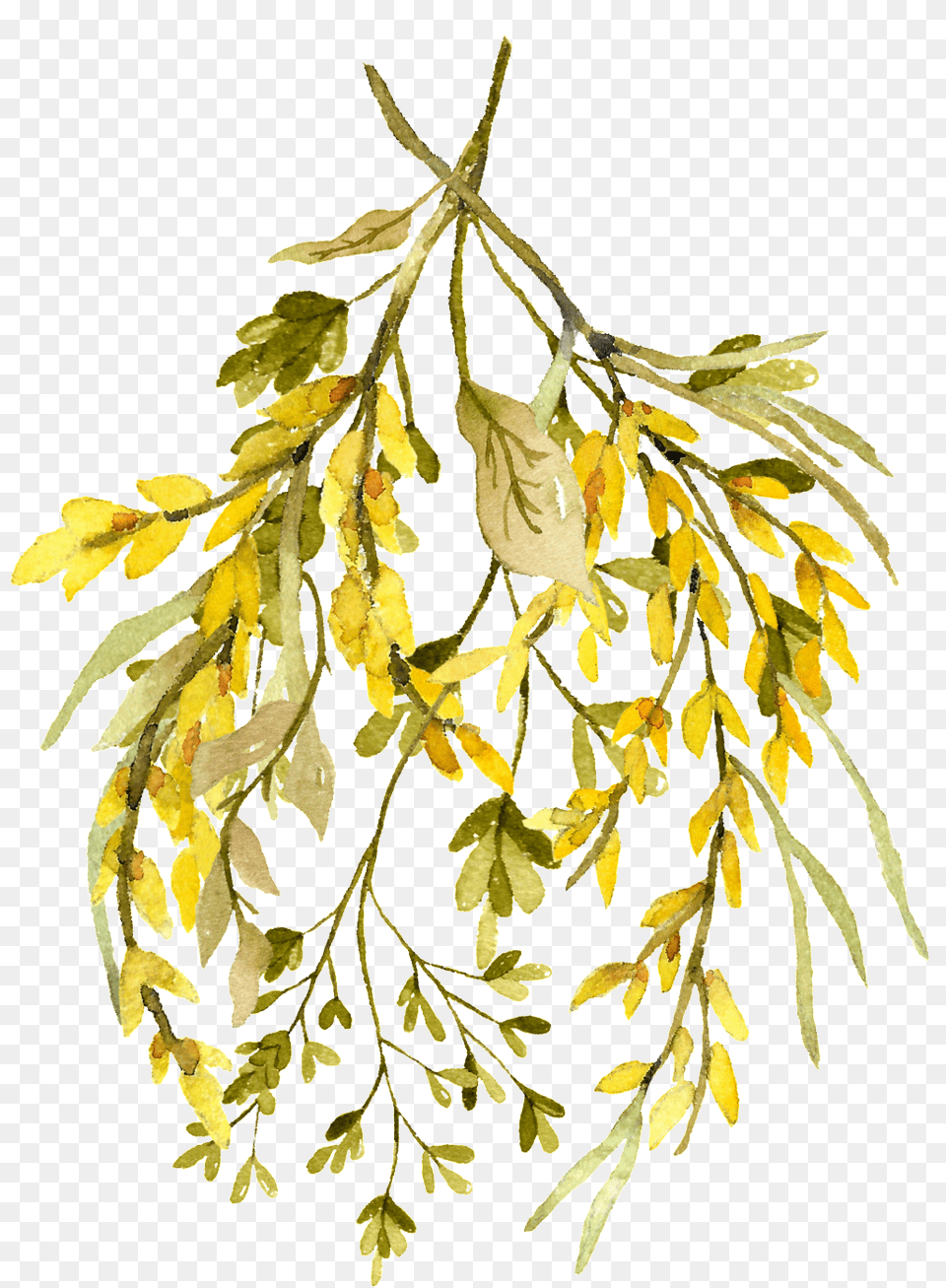 Download Hd Watercolor Leaf Rustikaler Transparent Watercolor Leaves, Herbal, Herbs, Plant, Seaweed Free Png