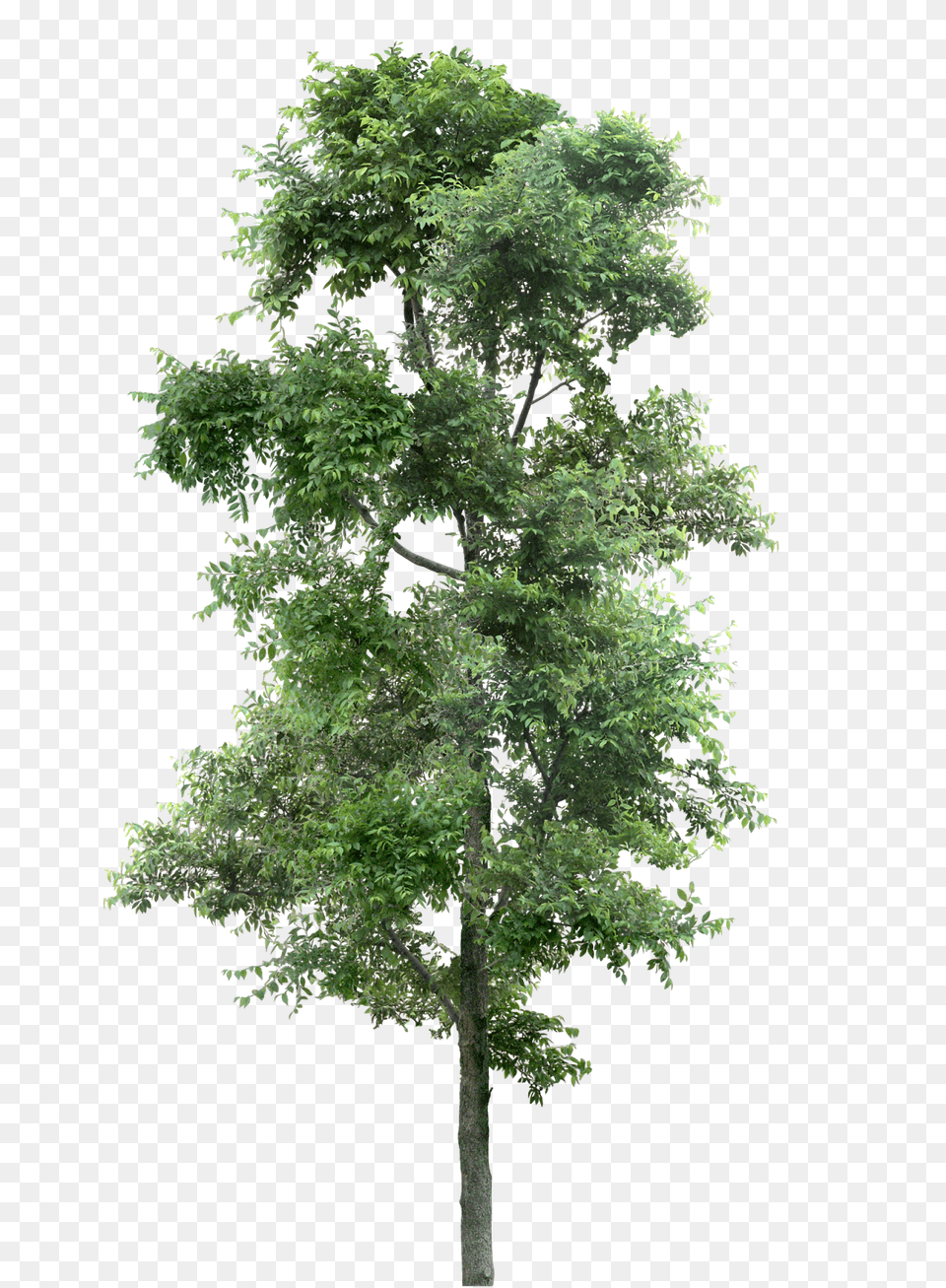 Download Hd Watercolor Pine Tree, Oak, Plant, Sycamore, Tree Trunk Png Image