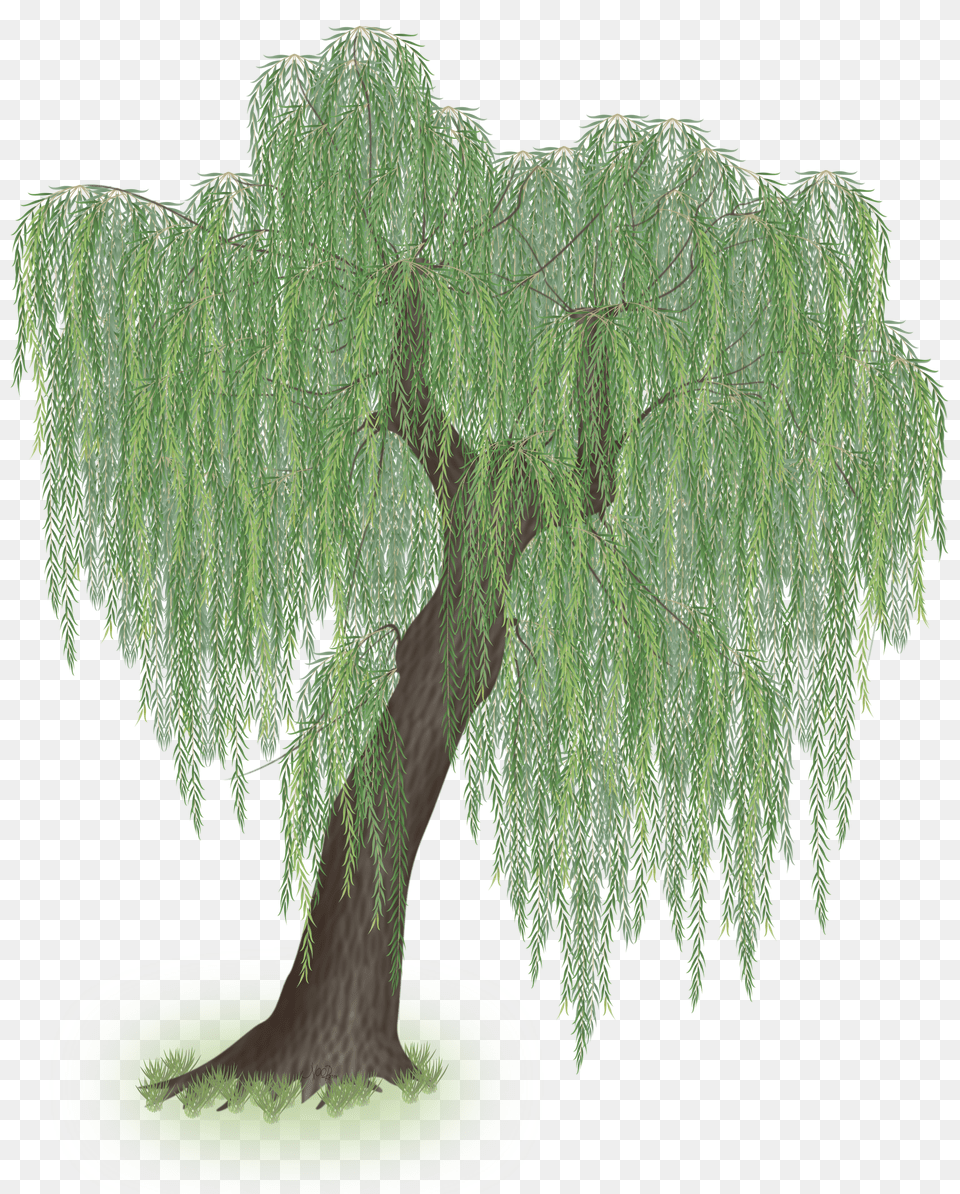 Download Hd Weeping Willow Tree Clipart Willow Tree Transparent Background Png Image