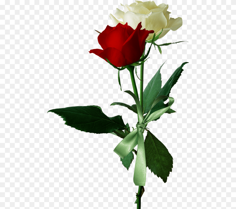 Download Hd White And Red Roses Love Red And White Rose, Flower, Plant, Flower Arrangement, Flower Bouquet Free Transparent Png