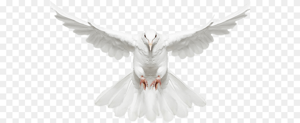 Download Hd White Dove Clipart Fire Pigeon Hd Download, Animal, Bird Free Transparent Png
