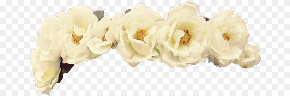 Download Hd White Flower Crown Flowers Healthy Yellow Artificial Flower, Rose, Anther, Plant, Petal Png