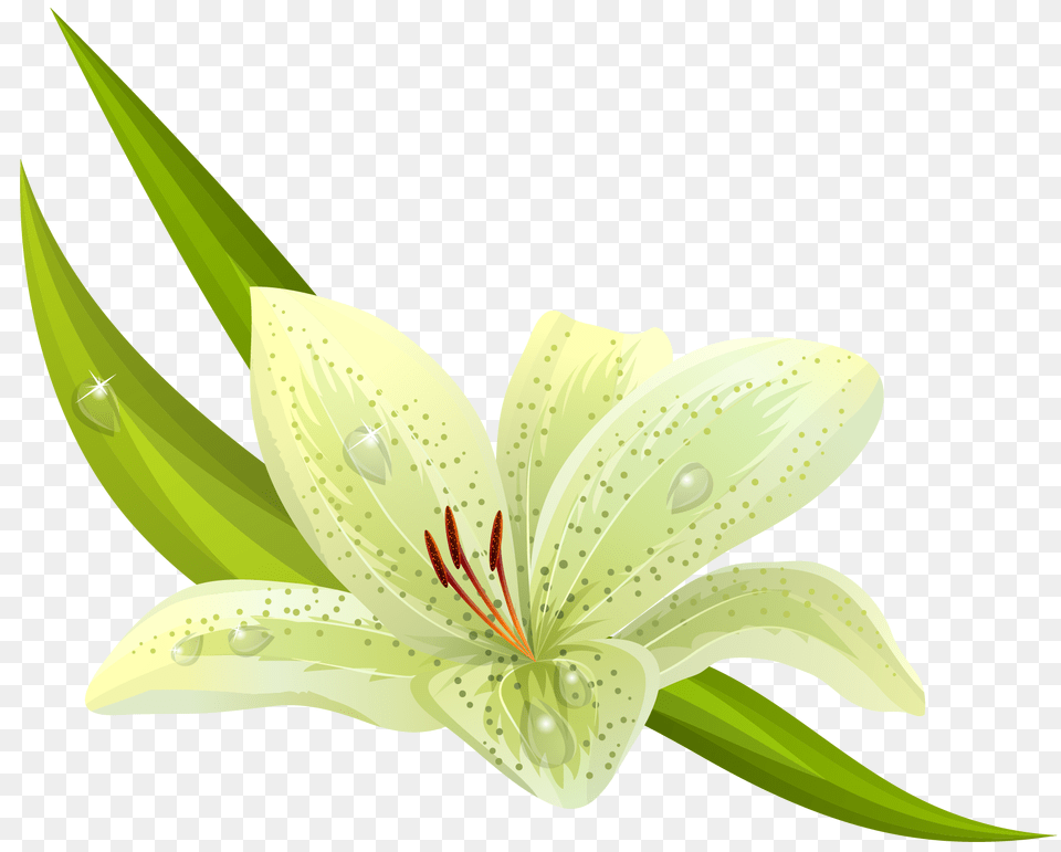Download Hd White Flowers Images, Anther, Flower, Lily, Plant Free Png