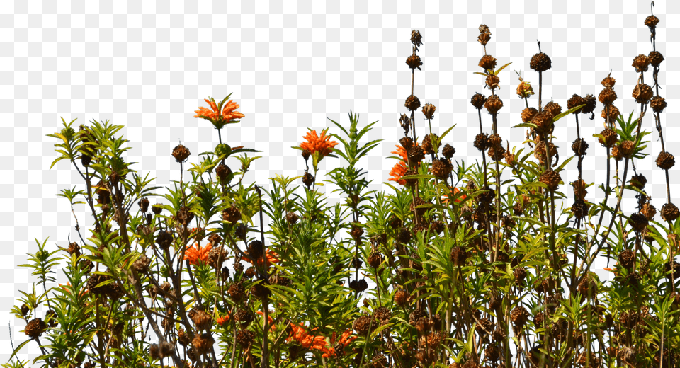 Download Hd Wild Flowers Wildflowers, Flower, Plant, Acanthaceae, Herbs Free Transparent Png