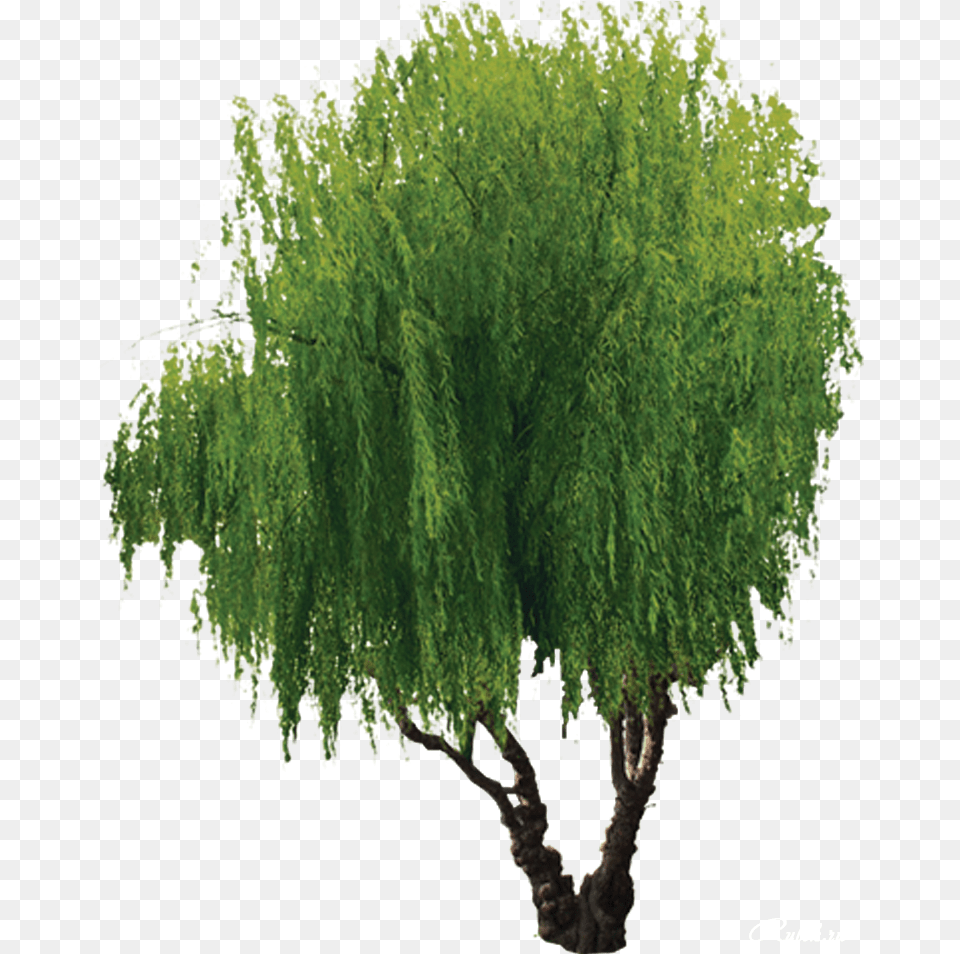 Download Hd Willow Tree Transparent Tree, Plant Png