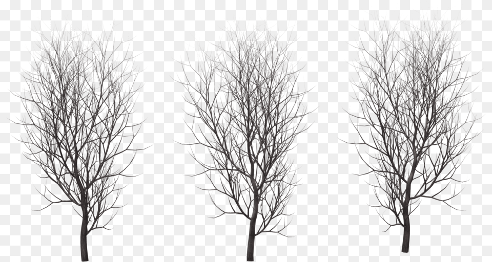 Hd Winter Tree Transparent Winter Trees, Plant, Nature, Night, Outdoors Free Png Download