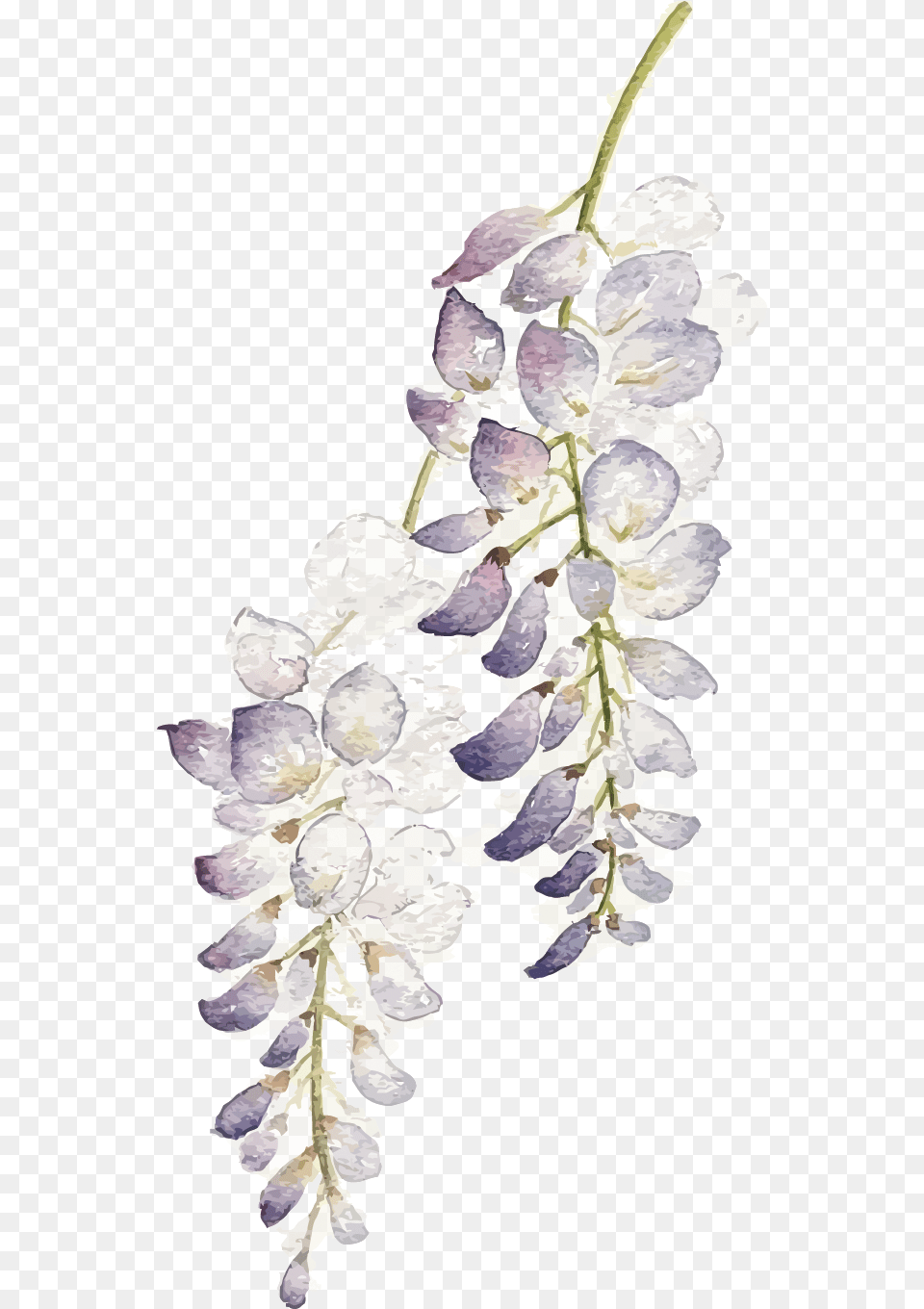 Download Hd Wisteria Flower Watercolor Purple Flowers Watercolor Lavender Background, Petal, Plant, Person Free Transparent Png