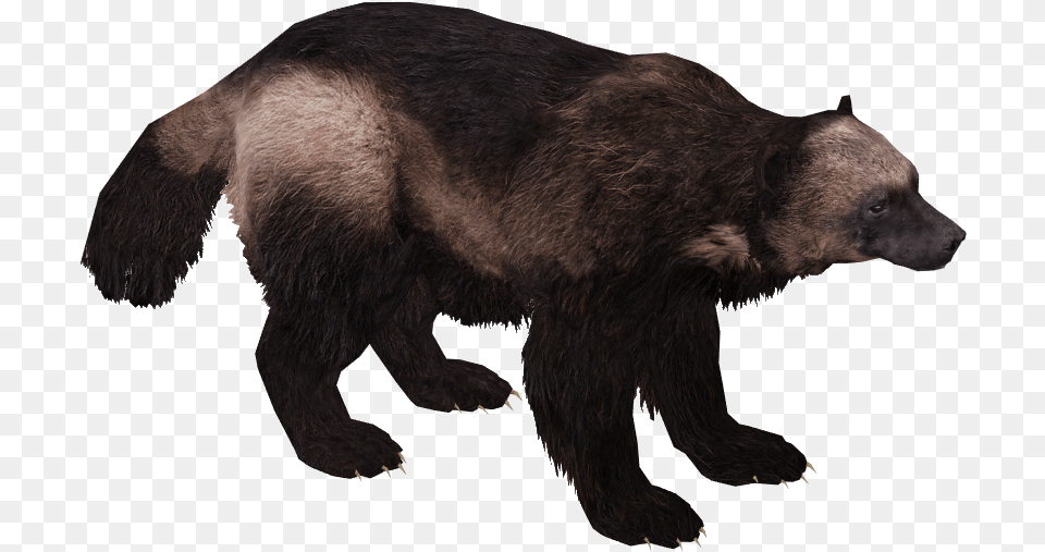 Hd Wolverine Animal Wolverine Animal, Bear, Mammal, Wildlife, Badger Free Png Download
