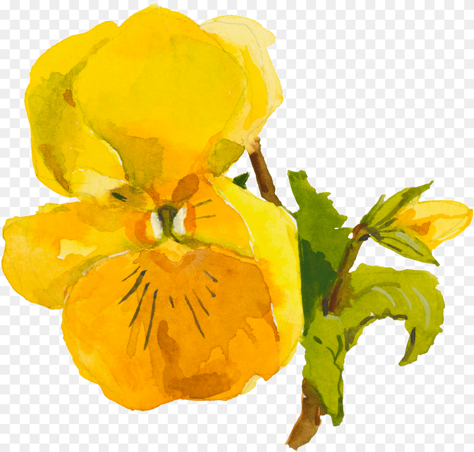 Download Hd Yellow Cute Flower Watercolor Transparent Viola, Petal, Plant, Rose, Leaf Png Image