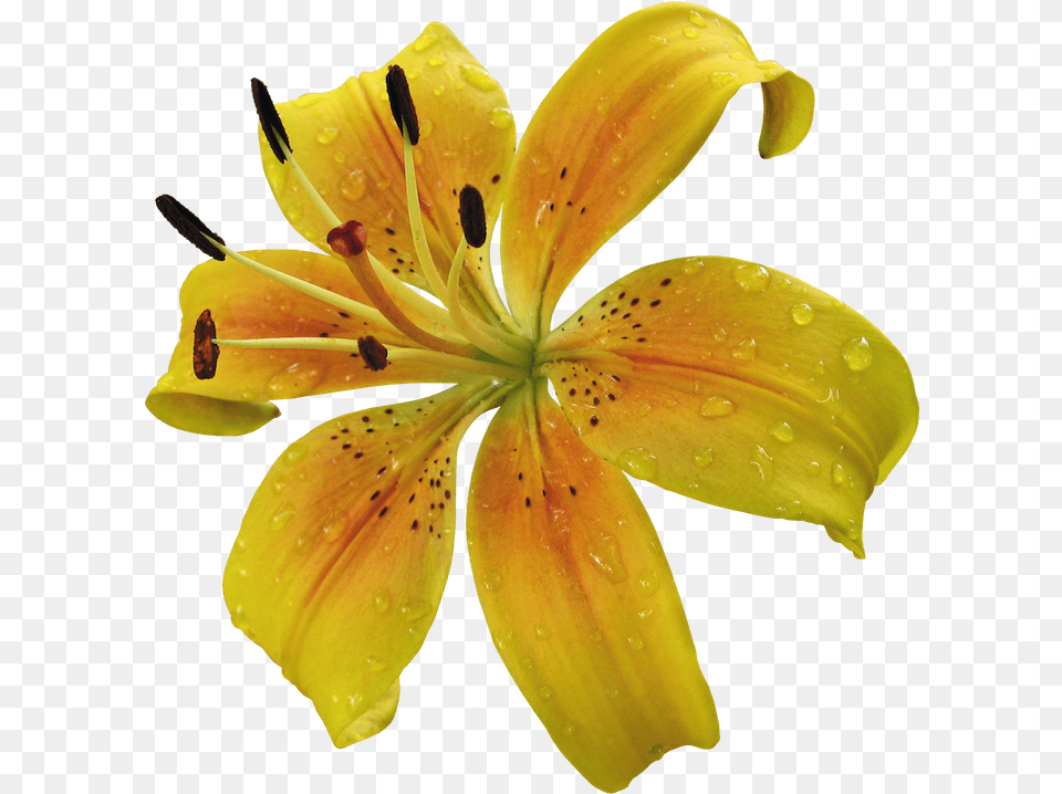 Download Hd Yellow Lily Flower Tiger Lily, Plant, Pollen Png Image
